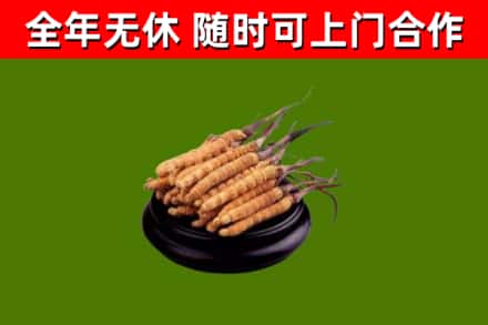太和回收冬虫夏草